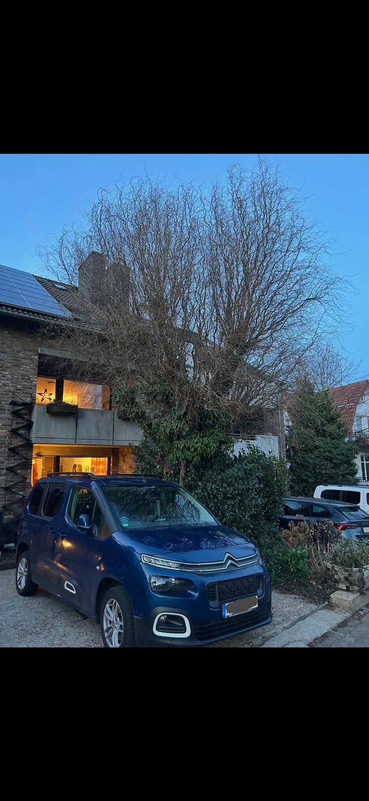 Stark zugewachsener Baum vor dem Rückschnitt