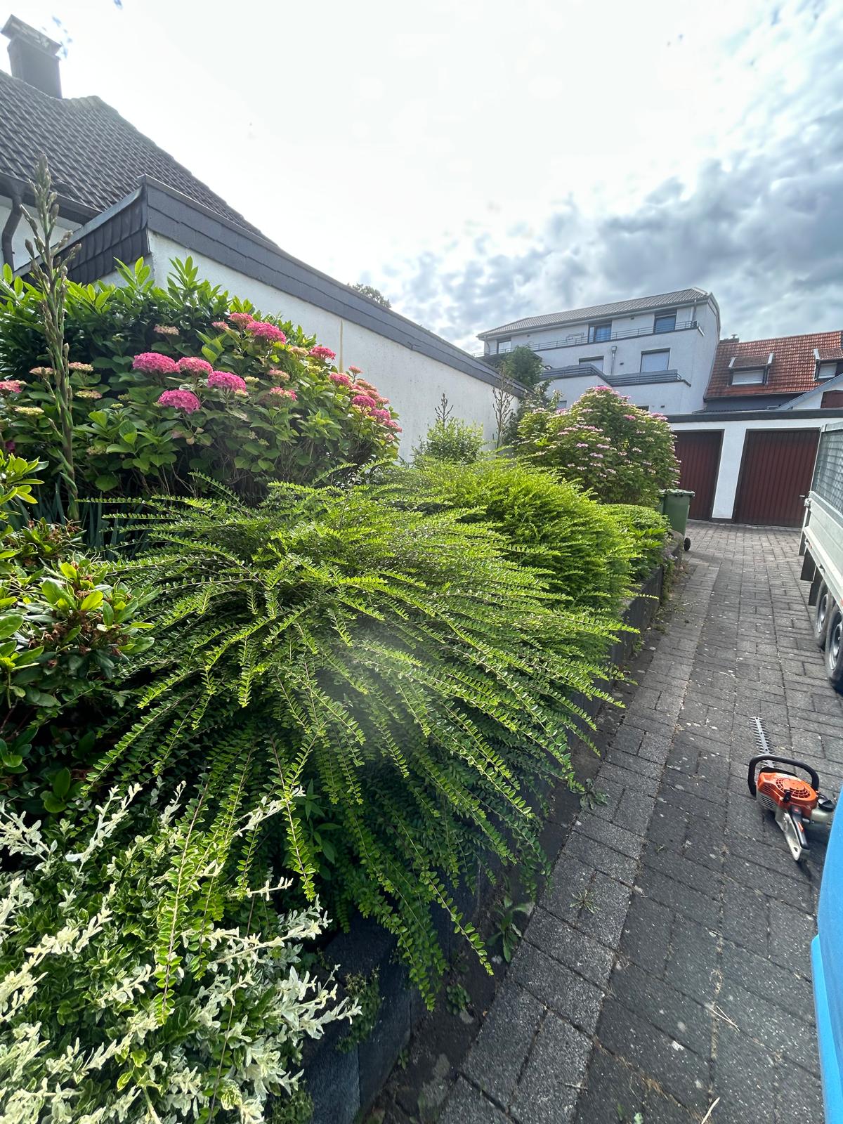 Zugewachsener Gartenweg vor der Pflege